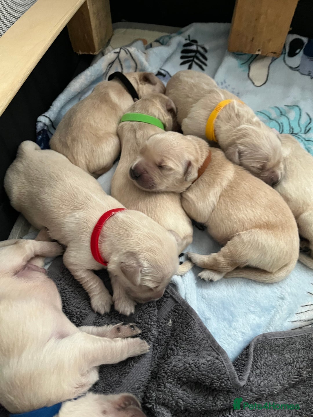 Golden Retriever dogs for sale: Beautiful KC Golden Retriever Babies  - Image 6