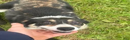 Border Collie dogs for sale: Fflei 2 year old bitch - Advert 2