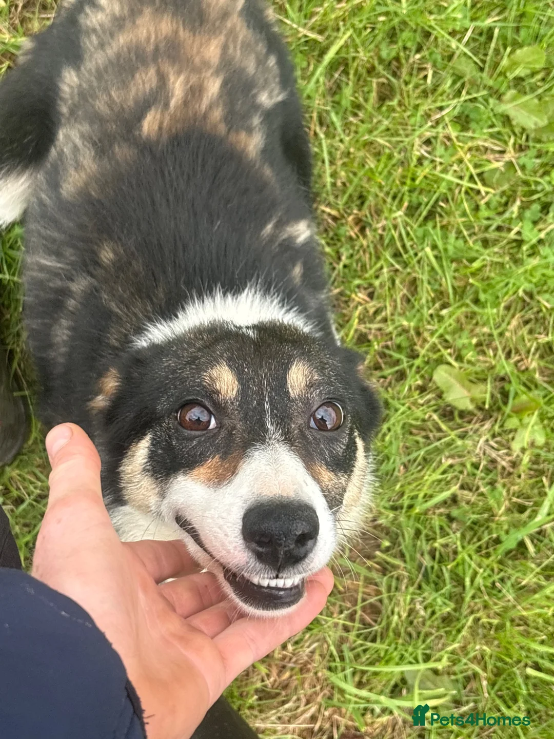 Border Collie dogs for sale: Fflei 2 year old bitch - Advert 2