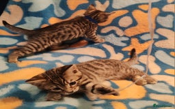 Bengal cats for sale: Bengal mix kittens for sale - Image 2