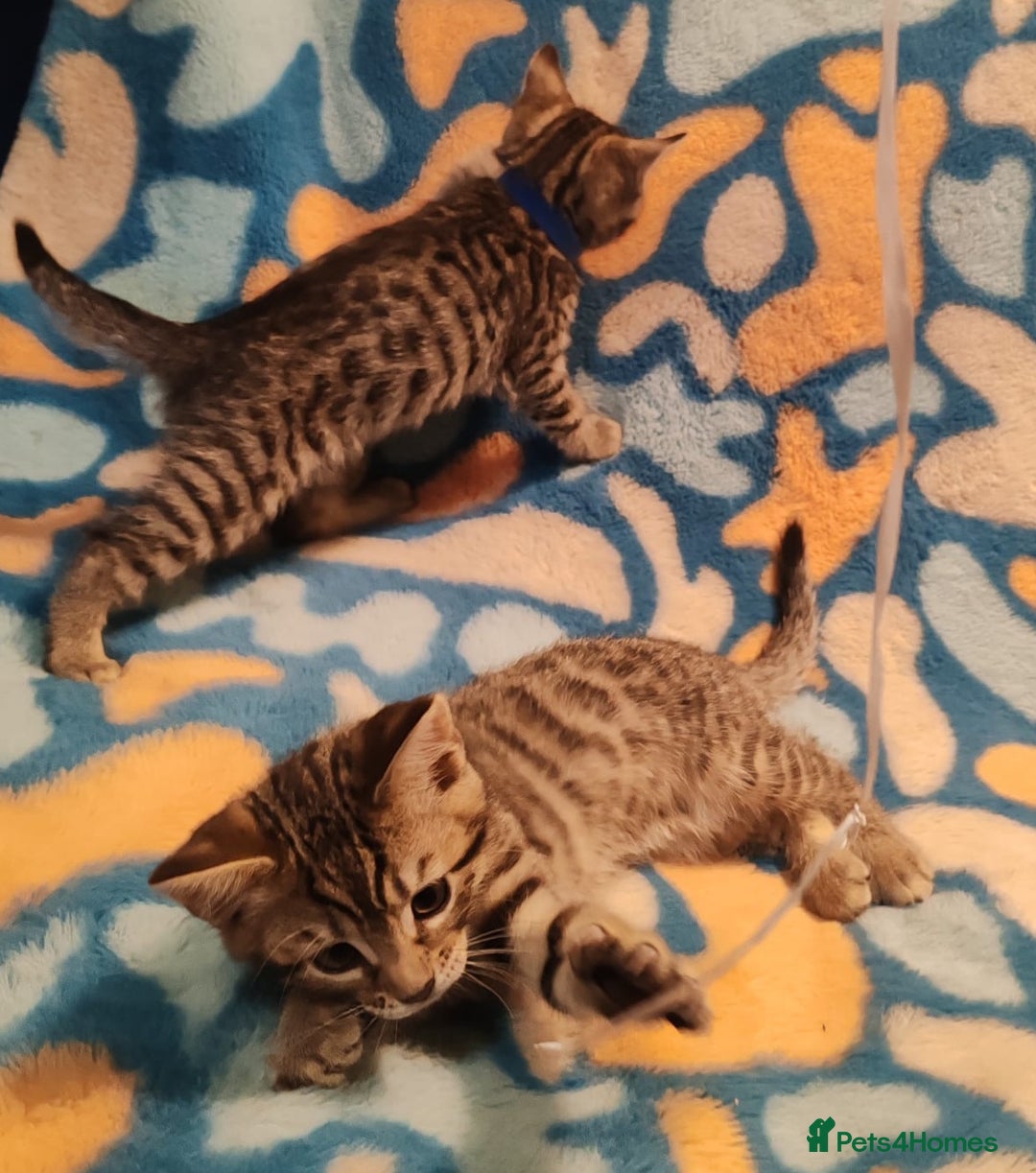 Bengal cats for sale: Bengal mix kittens for sale - Image 2