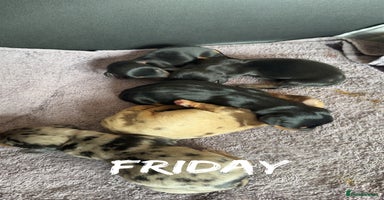 Dachshund dogs - Advert 2