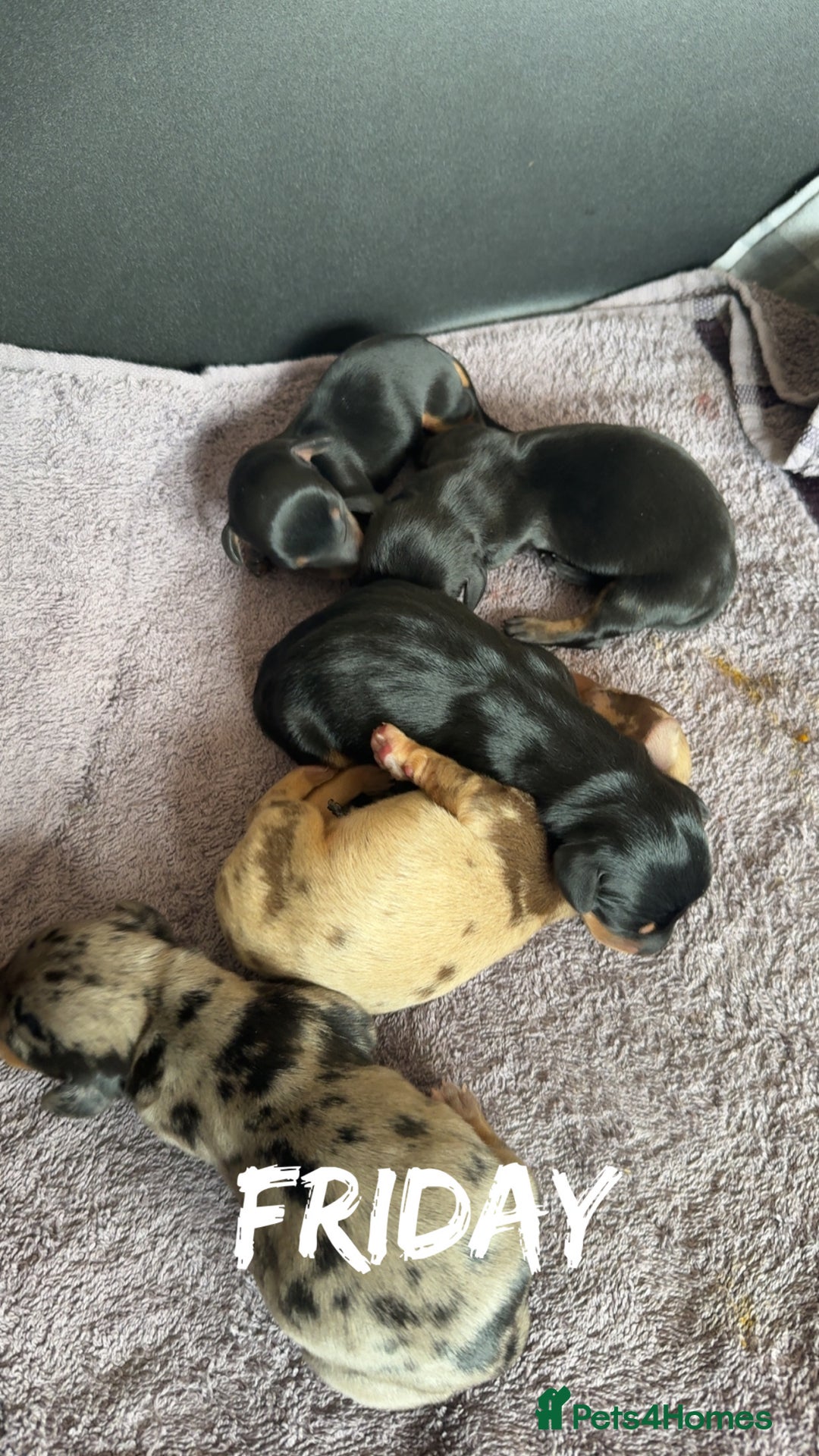 Dachshund dogs for sale: Litter of standard Dachshund  - Image 2