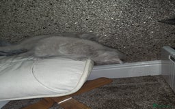 British Shorthair cats for sale: British Shorthair kitten  - Image 14