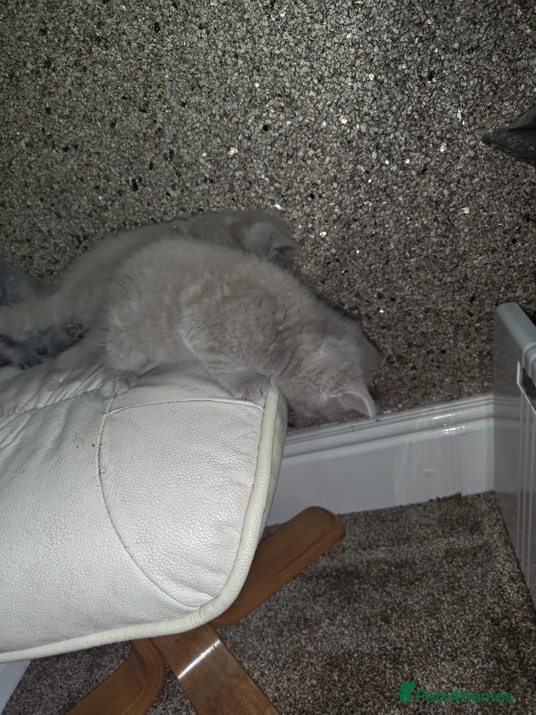 British Shorthair cats for sale: British Shorthair kitten  - Image 14