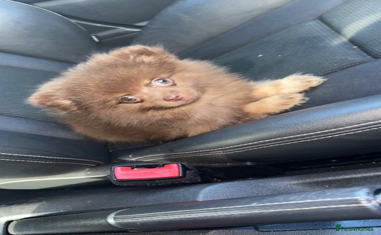 Pomeranian dogs - Advert 13