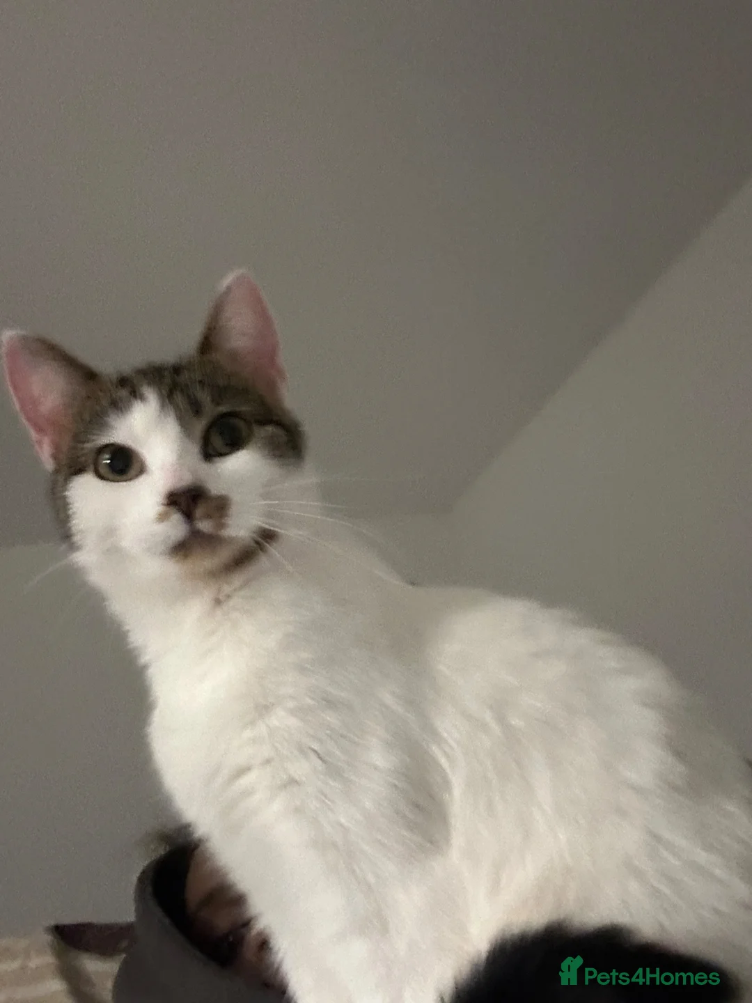 Mixed Breed cats for sale: Layla (tabby cat) in Birmingham - Advert 2