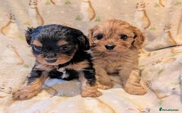Cavapoo dogs for sale: Stunning true F1 Cavapoos, Apricot and Phantom  - Image 18