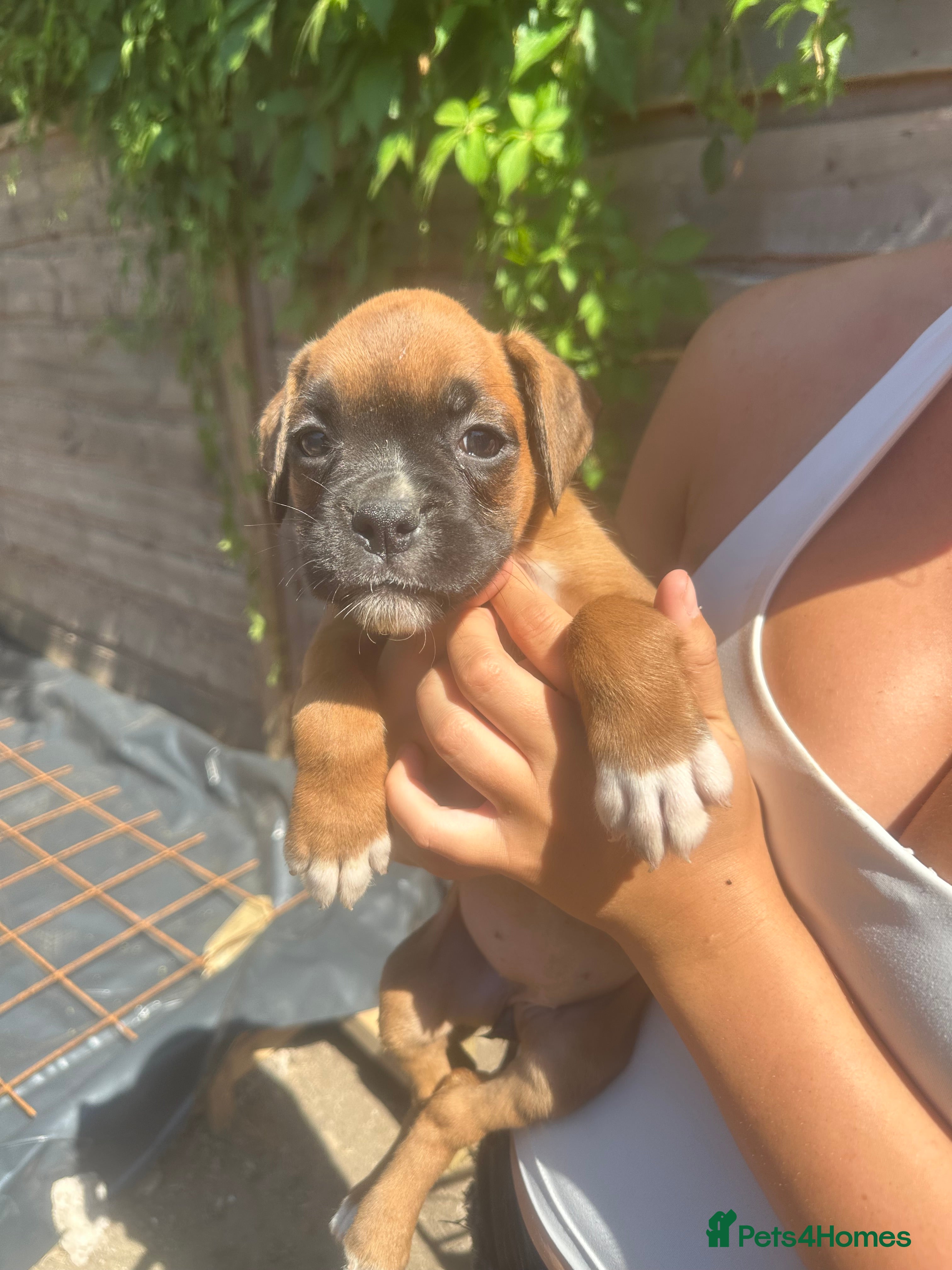 Boxer dogs Beautiful  boxer puppies 🐶❤️ - Advert 2