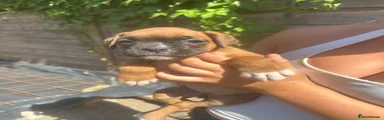 Boxer 5 female (small)