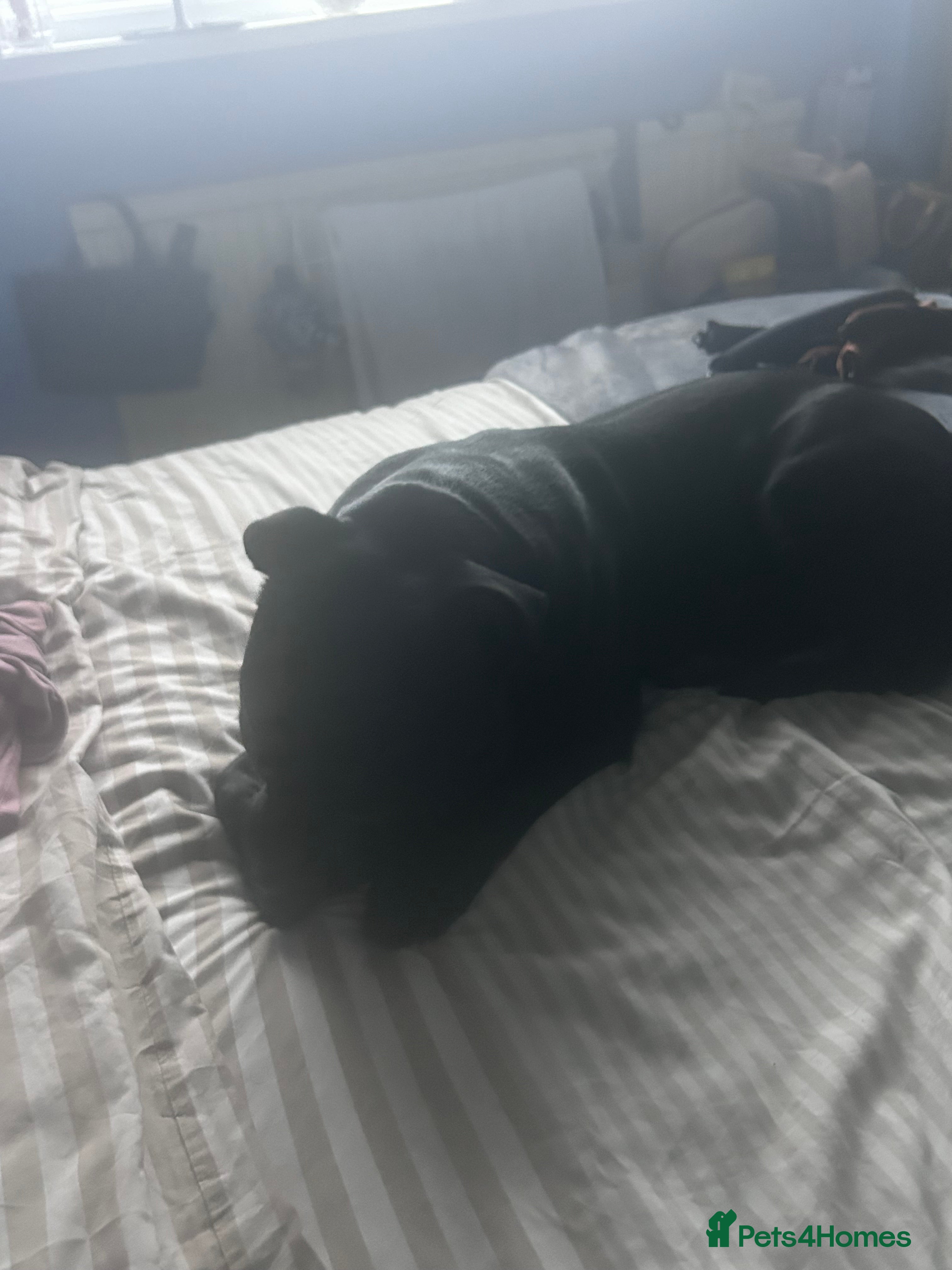 Staffordshire Bull Terrier dogs Master  - Advert 13