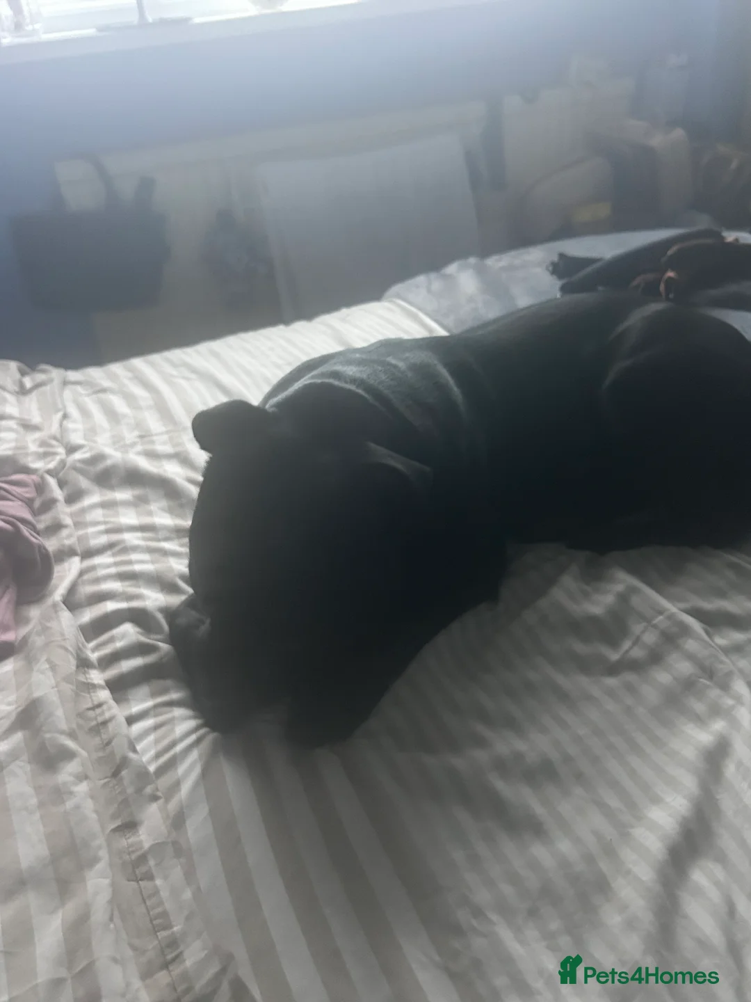 Staffordshire Bull Terrier dogs for stud: Master  in London - Advert 1