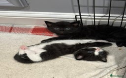 Domestic Shorthair cats for sale: 3 Adorable Kittens - Image 10