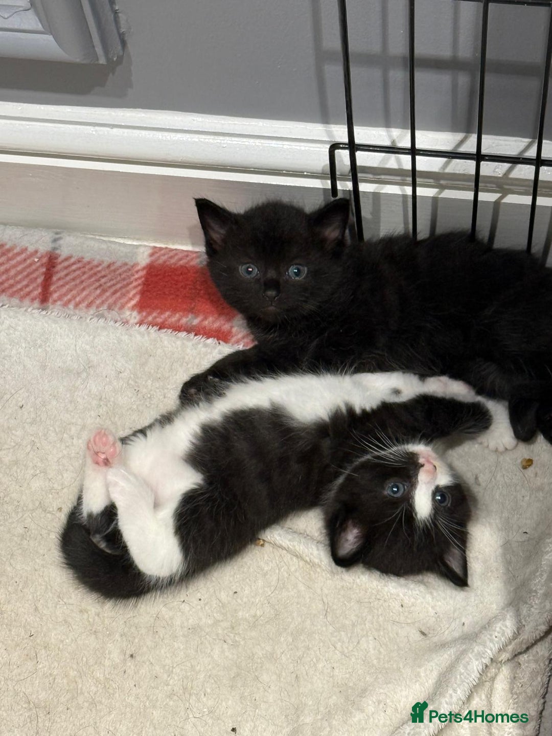 Domestic Shorthair cats for sale: 3 Adorable Kittens - Image 10