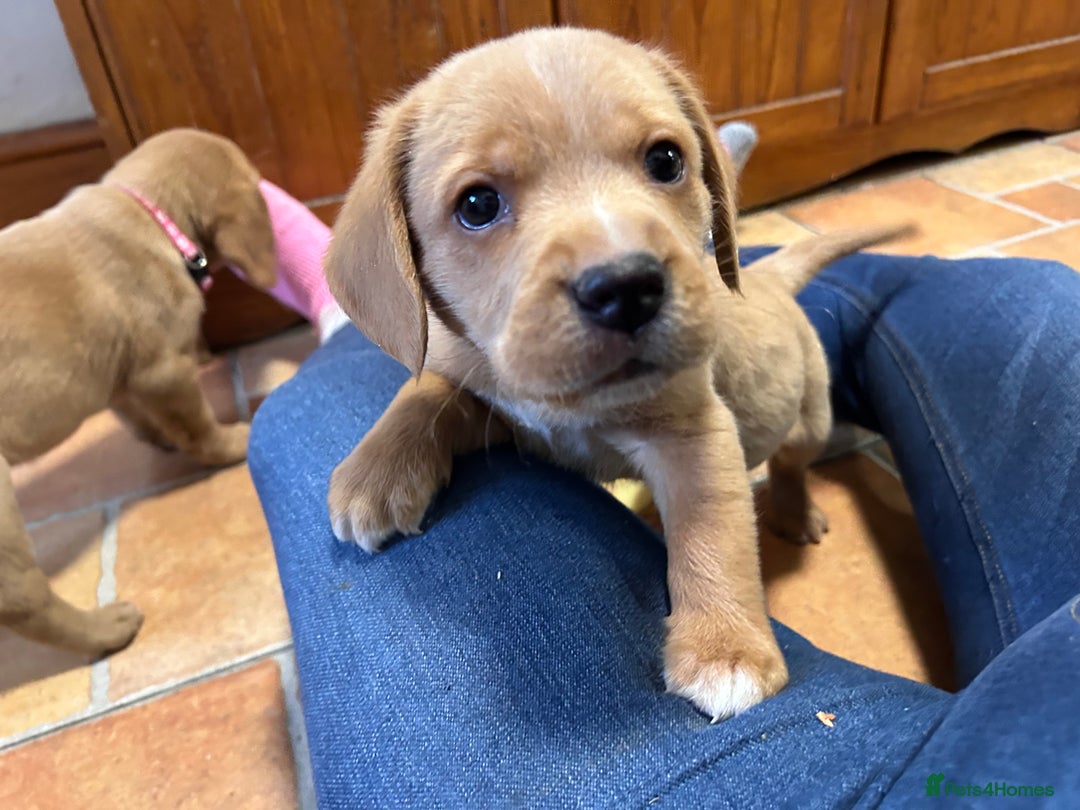 Mixed Breed dogs for sale: BEAUTIFUL GOLDEN BEAGADOR PUPPIES! - Advert 12