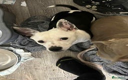 Mixed Breed dogs for sale: 1 year old dog for sale  - Image 4