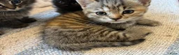 British Shorthair cats for sale: Adorable British Shorthair Kittens - Advert 9