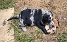Sprocker dogs for sale: STRIKING SPROCKER SPANIEL PUPPIES  - Image 14