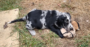Sprocker dogs - Advert 14