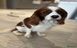 Cavalier King Charles Spaniel dogs for stud: KC Reg Blenheim Cavalier Heart/Health/Eye Clear  - Advert 6
