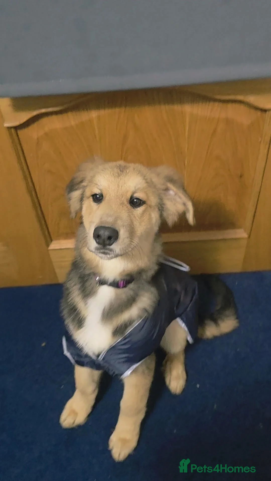 Mixed Breed dogs for sale: St Bernese X white swiss Shepard puppy - Advert 3