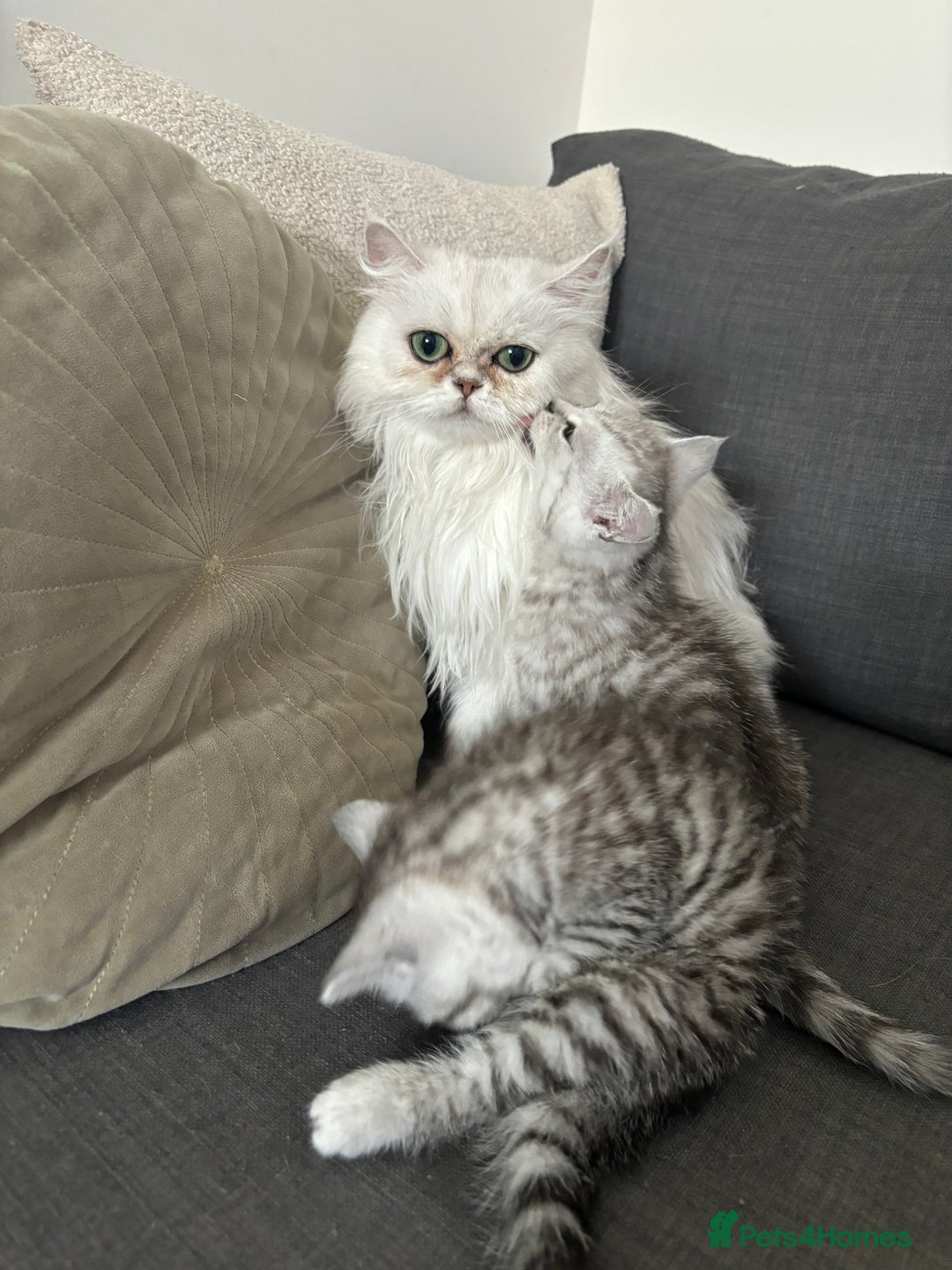 Mixed Breed cats for sale: Persian Chinchilla and British Shorthair  - Image 13