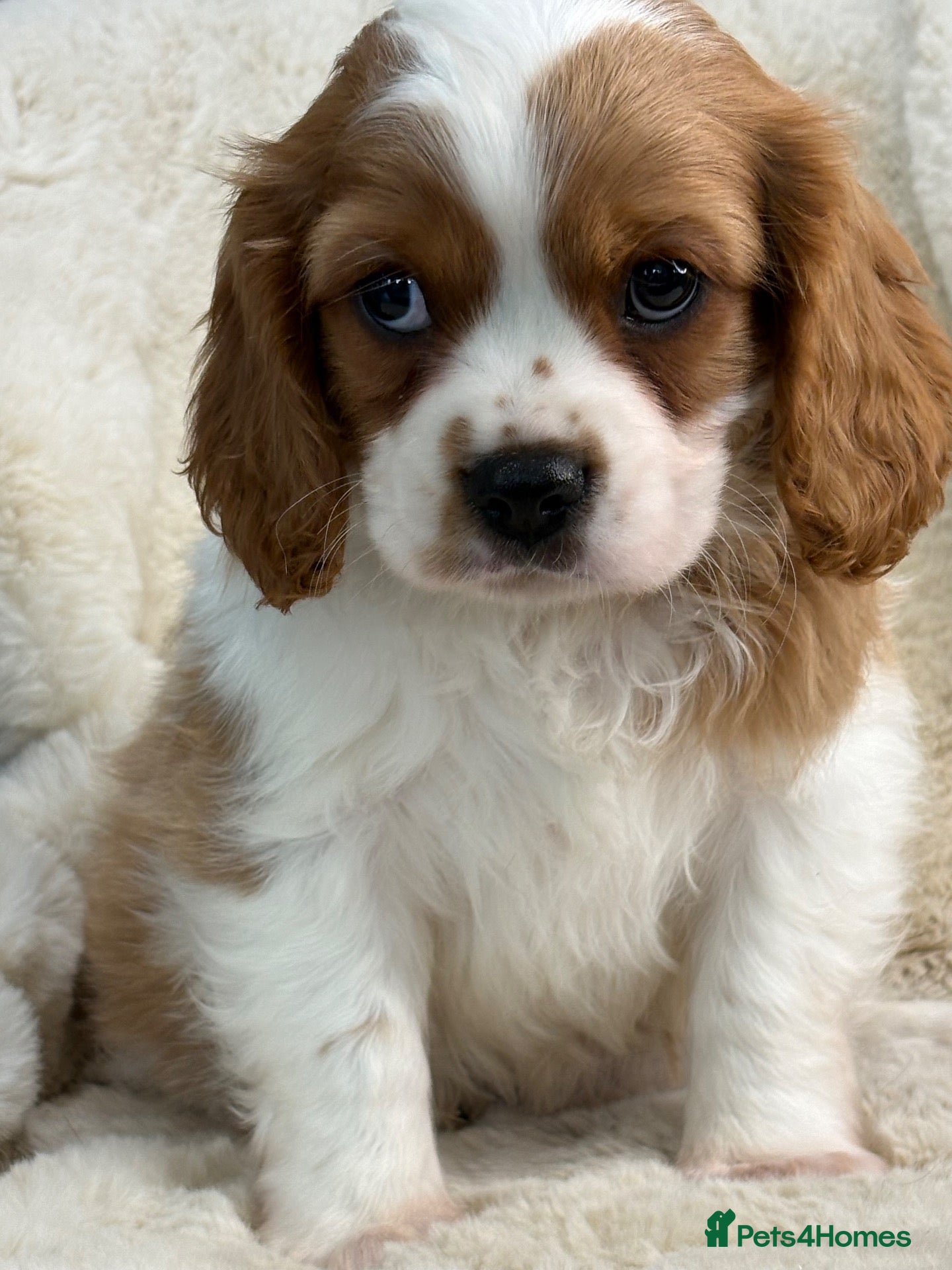 Cavalier King Charles Spaniel dogs Beautiful cavalier King Charles puppies  - Advert 2