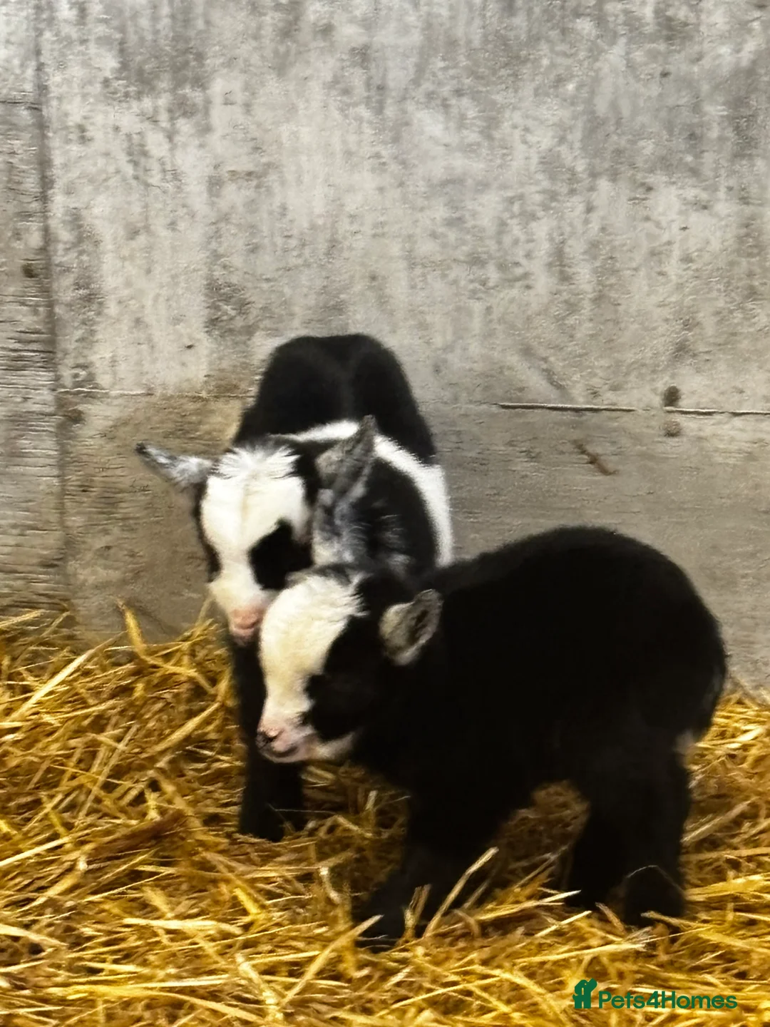 Goats livestock for sale: Breeding Nanny Goat with Twins at Foot (Ready Now) - Advert 2