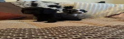 Cocker Spaniel dogs for sale: Chocolate girl Ready now, - Advert 5