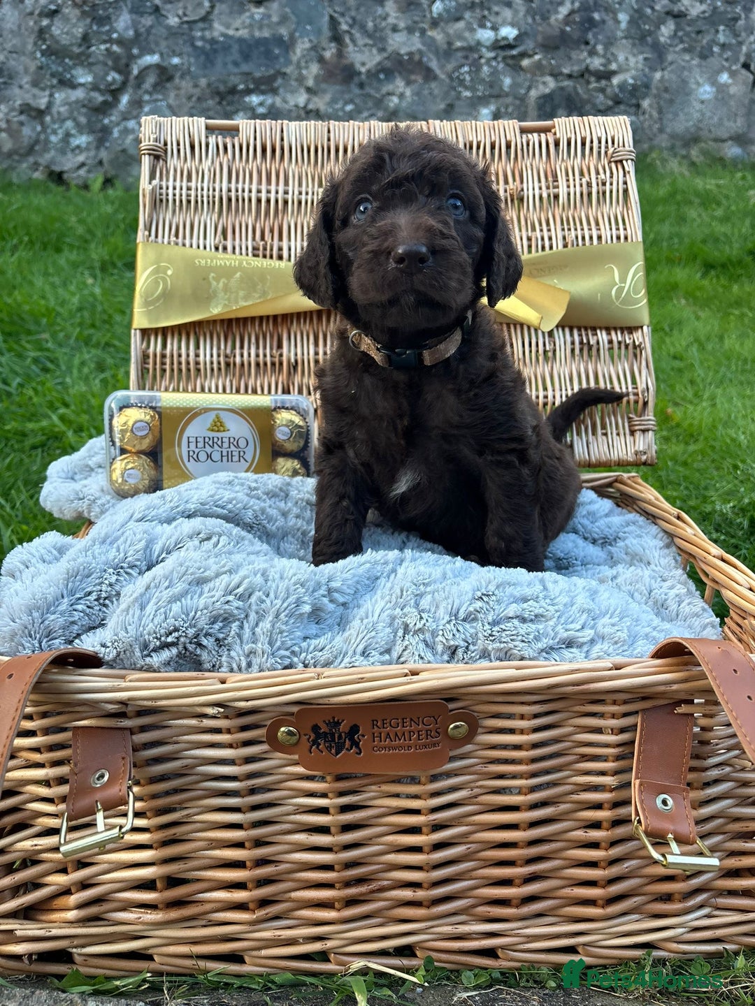 Labradoodle dogs for sale: 🐶 Adorable Labradoodle Puppies for Sale! 🐶 - Image 9