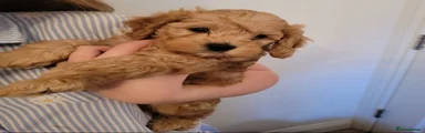 Cavapoo 1