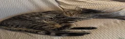 Mixed Breed cats for sale: Cat for sale  - Advert 8
