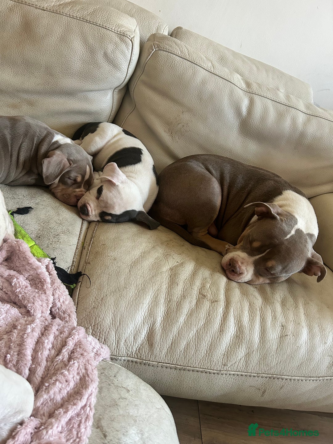 American Bully dogs for sale: TWO gorgeous girls left. Micro Bullys - Advert 1