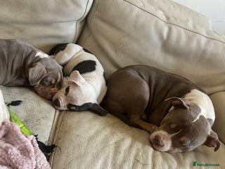 American Bully dogs TWO gorgeous girls left. Micro Bullys - Advert 1