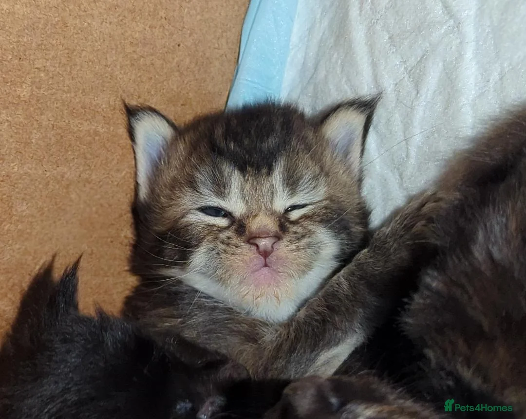 Maine Coon cats for sale: 🐾Pedigree Maine Coon Kittens–2 Boys Available 🐾 - Advert 10