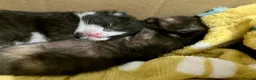 Mixed Breed cats for sale: 2 Lovely kittens for sale (1 boy, 1 girl) - Advert 8