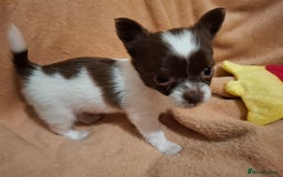 Chihuahua dogs for sale: Beautiful High Quality Long Coat Chihuahua Puppies - Image 4