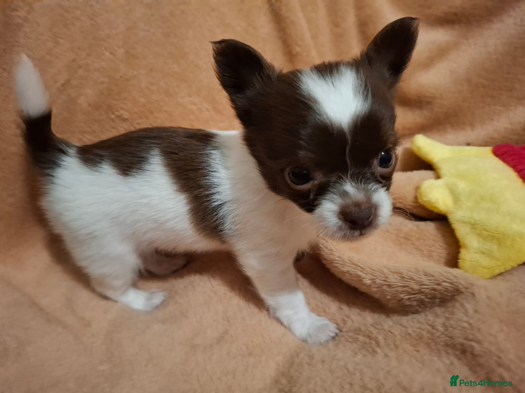 Chihuahua dogs for sale: Beautiful High Quality Long Coat Chihuahua Puppies - Image 4