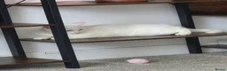 Ragdoll cats for sale: Ragdoll Mixed - Advert 7