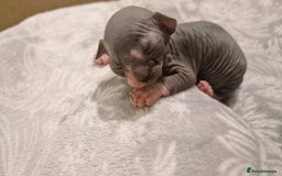 Sphynx cats for sale: Two sphynx kittens  - Image 1