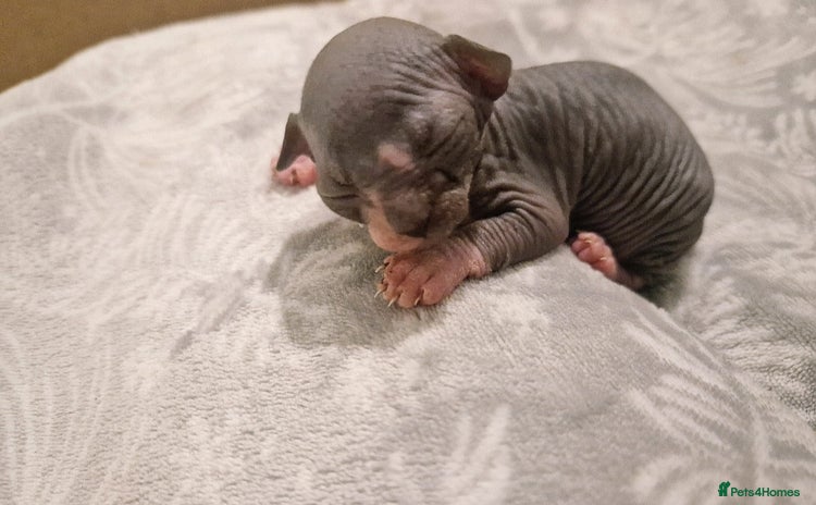 Sphynx cats - Advert 1