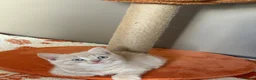 British Shorthair cats for sale: 🤍✨Exceptional GCCF Registered BSH&BLH Kittens  - Advert 20