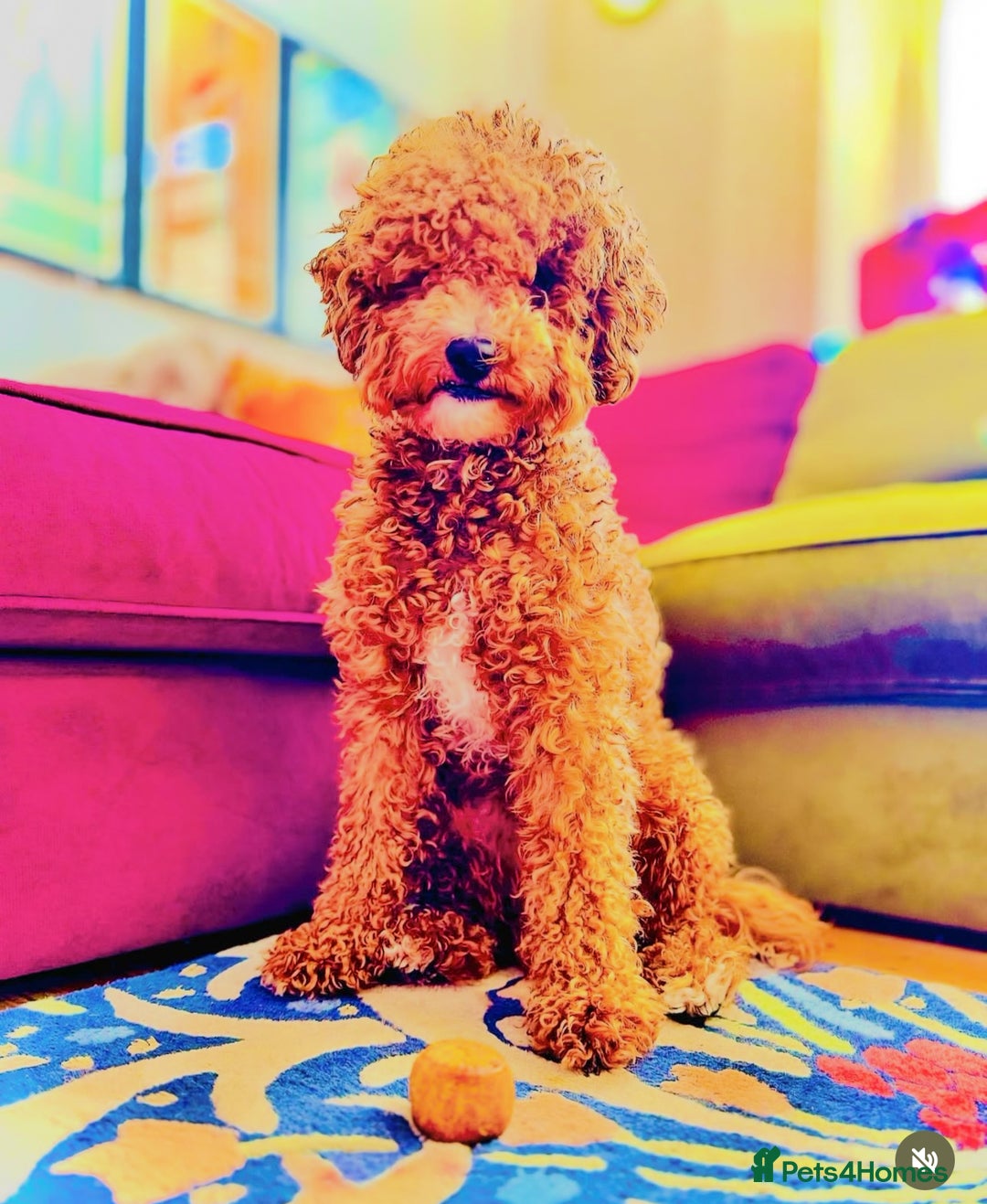 Cavapoo dogs for stud: STUD DOG Rupert Bear the Cavapoo - Image 8