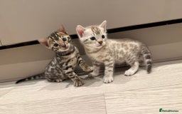 Bengal cats for sale: Bengal Kittens For Sale (4 Left) - Image 9