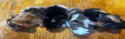 Guinea Pig rodents for sale: Beautiful girls handsomr boys - Advert 7