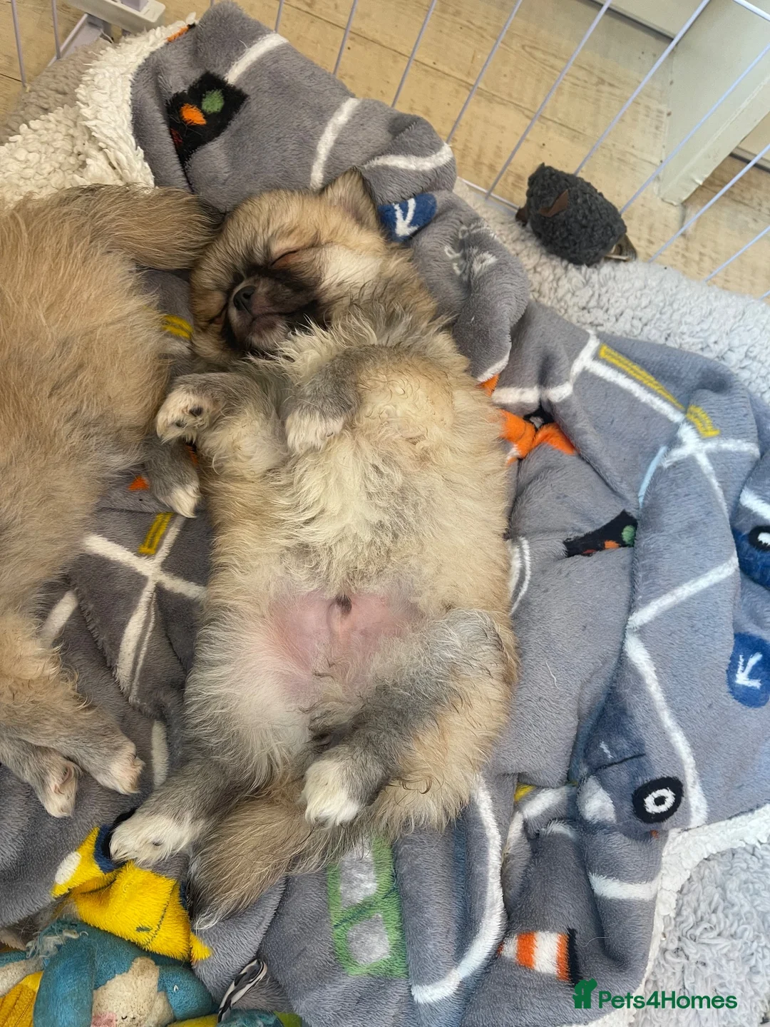 Pomchi dogs for sale: POMCHI PUPPIES FOR SALE - Advert 7
