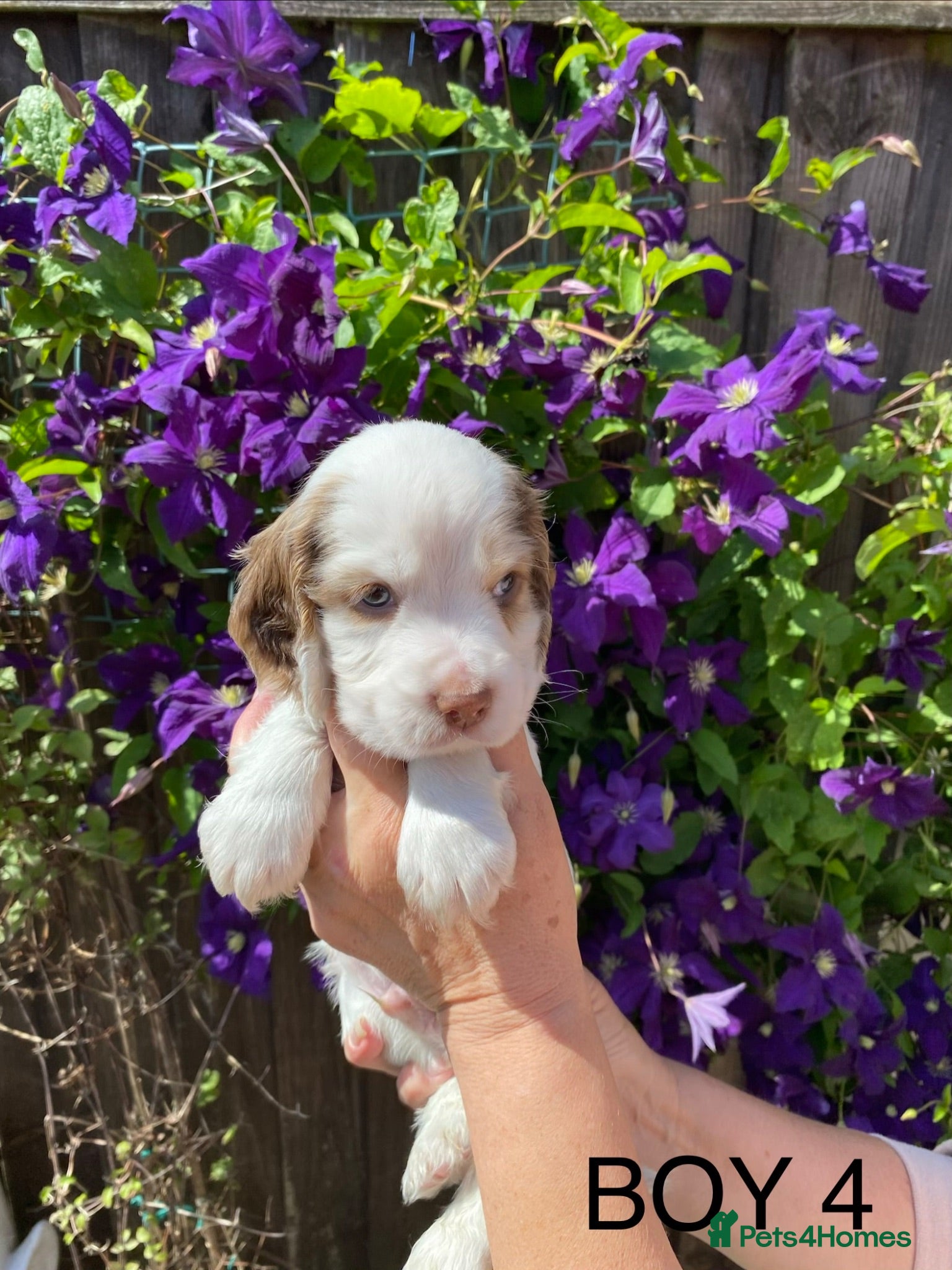 Cocker Spaniel dogs Cocker spaniel puppies  - Advert 2