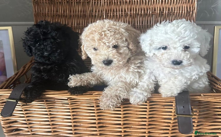 Mixed Breed dogs - Advert 1