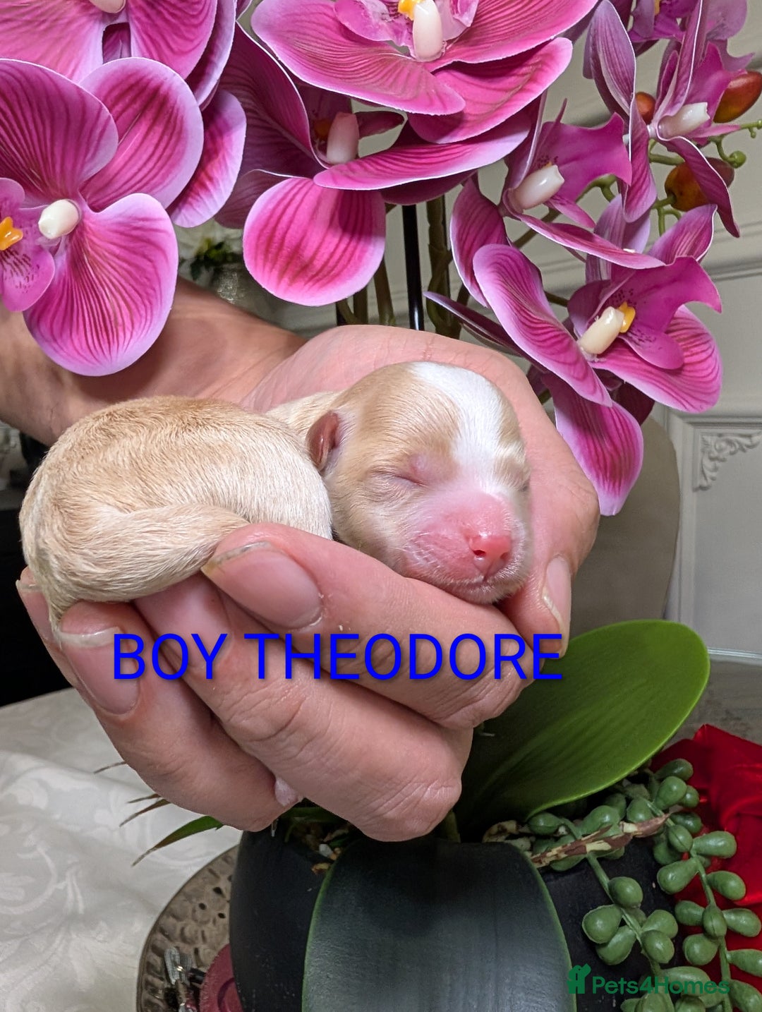 Maltipoo dogs for sale: 💫EXCEPTIONAL LUXURY F1 MALTIPOO PUPPIES🩷🩵🩷 - Advert 6