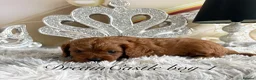 Cavapoo dogs for sale: Asian teddy poodle dad tiny Cavapoo puppies - Advert 21
